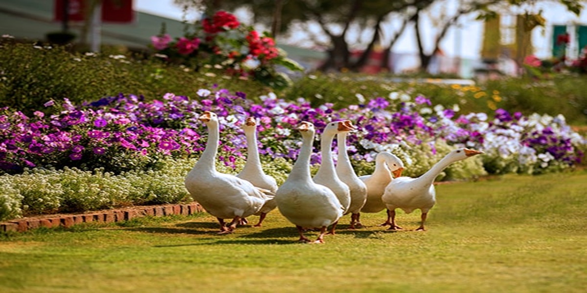 Central Park Flower Valley 33